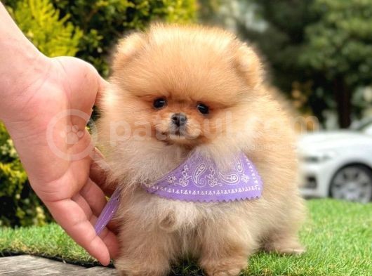 Safkan Pomeranian Boo Yavrularımız görsel