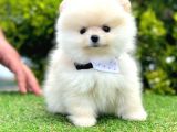 Safkan Pomeranian Boo Yavrularımız