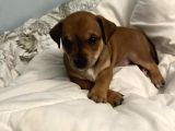 Ücretsiz Sahiplendirme Yavru Köpek Ömürlük Yuva