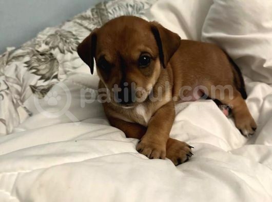 Ücretsiz Sahiplendirme Yavru Köpek Ömürlük Yuva