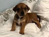 Ücretsiz Sahiplendirme Yavru Köpek Ömürlük Yuva