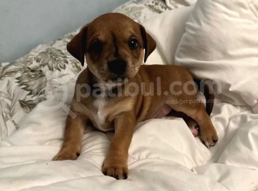 Ücretsiz Sahiplendirme Yavru Köpek Ömürlük Yuva görsel