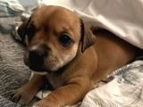Ücretsiz Sahiplendirme Yavru Köpek Ömürlük Yuva