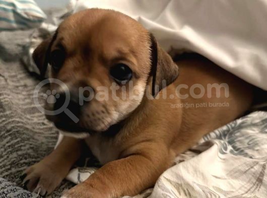 Ücretsiz Sahiplendirme Yavru Köpek Ömürlük Yuva görsel