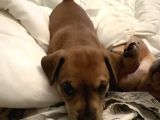 Ücretsiz Sahiplendirme Yavru Köpek Ömürlük Yuva