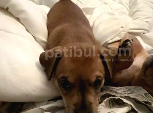 Ücretsiz Sahiplendirme Yavru Köpek Ömürlük Yuva görsel