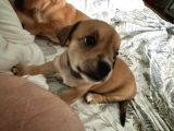 Ücretsiz Sahiplendirme Yavru Köpek Ömürlük Yuva