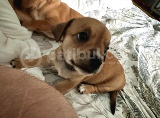 Ücretsiz Sahiplendirme Yavru Köpek Ömürlük Yuva görsel