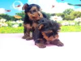 TEACUP YORKSHİRE TERRİER YAVRULAR