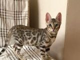 snow Bengal yavrumuz