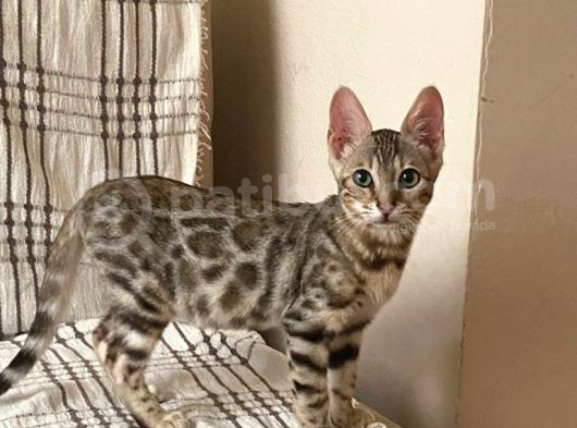 Snow Bengal Yavrumuz
