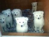 safkan samoyed  yavruları burkemden