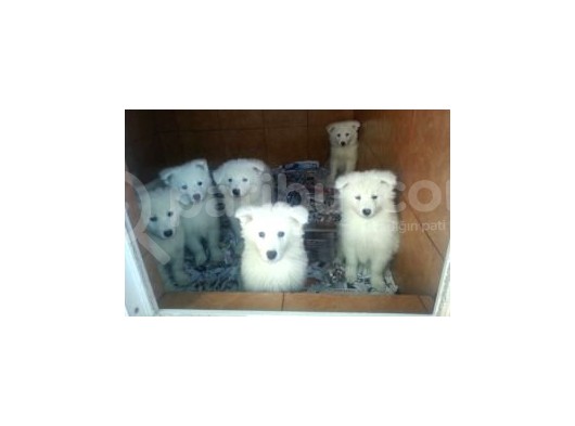 Safkan Samoyed  Yavruları Burkemden