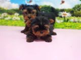 Teacup Yorkshi̇re Terri̇er Yavrular