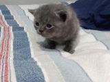 Orijinal British Shorthair Yavru Dişi Kedi