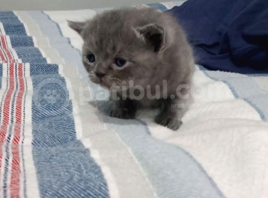 Orijinal British Shorthair Yavru Dişi Kedi