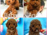 orjinal anne baba toy garantili redbrown dişi yavrum