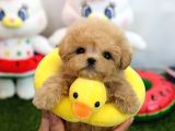 Anti̇alerji̇k Teacup Maltipoo Bebekleri̇mi̇z