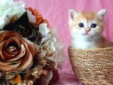 Show Kalite British Shorthair Golden