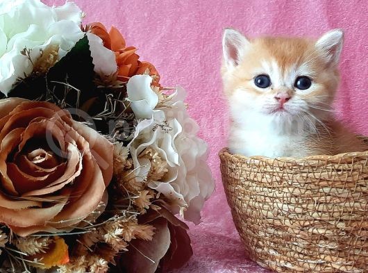 Show Kalite British Shorthair Golden görsel