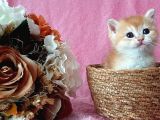 Show kalite british shorthair golden