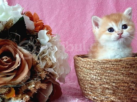 Show Kalite British Shorthair Golden