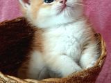Show Kalite British Shorthair Golden