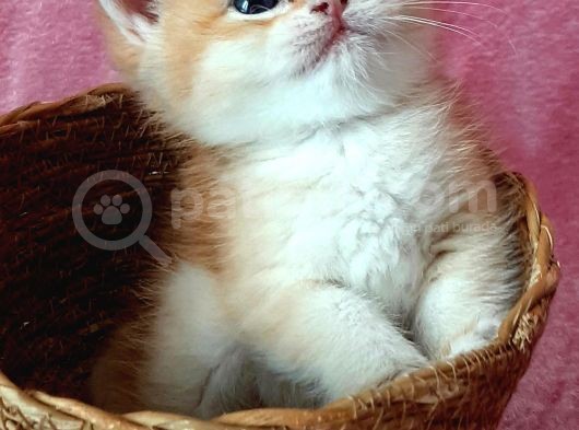 Show Kalite British Shorthair Golden görsel