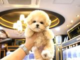 Anti̇alerji̇k Teacup Maltipoo Bebekleri̇mi̇z