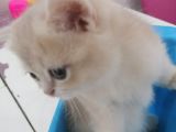 Full Şecereli̇ Blue Golden Bri̇ti̇sh