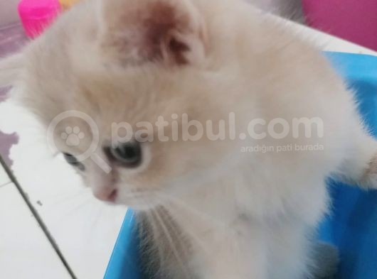 Full Şecereli̇ Blue Golden Bri̇ti̇sh görsel