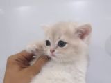 FULL ŞECERELİ BLUE GOLDEN BRİTİSH