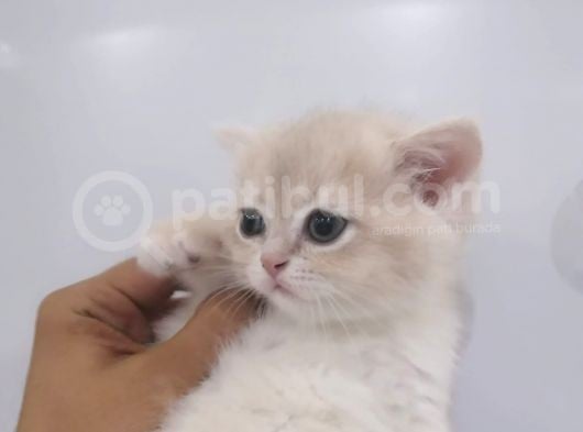 Full Şecereli̇ Blue Golden Bri̇ti̇sh