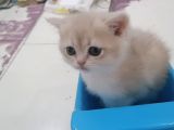 Full Şecereli̇ Blue Golden Bri̇ti̇sh