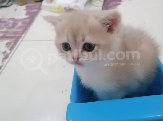 Full Şecereli̇ Blue Golden Bri̇ti̇sh görsel