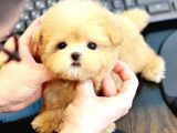 Kore Asilli Teacup Malti̇poo Bebeklerim