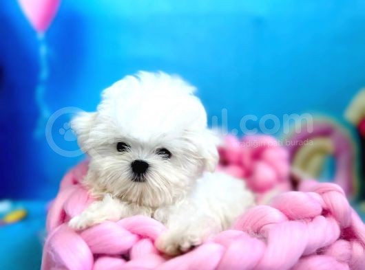 Teacup Boy Kore Kısa Burun Erkek  görsel
