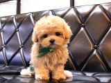 KORE GEN HATTINA SAHİP MALTIPOO BEBEKLERİMİZ