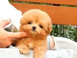 Kore Gen Hattina Sahi̇p Maltipoo Bebekleri̇mi̇z