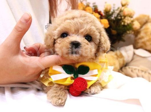 Kore Gen Hattina Sahi̇p Maltipoo Bebekleri̇mi̇z görsel