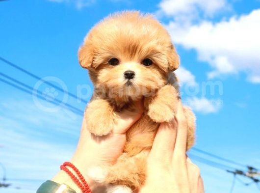 Anti̇alerji̇k Teacup Maltipoo Bebekleri̇mi̇z görsel