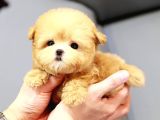 Kore Asilli Teacup Malti̇poo Bebeklerim