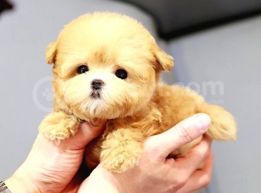 Kore Asilli Teacup Malti̇poo Bebeklerim görsel