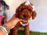 Safkan Toy Poodle Yavrular