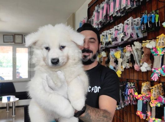 Ayi̇ Yavrusu Samoyed A Kali̇te Irk görsel