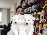 AYİ YAVRUSU SAMOYED A KALİTE IRK