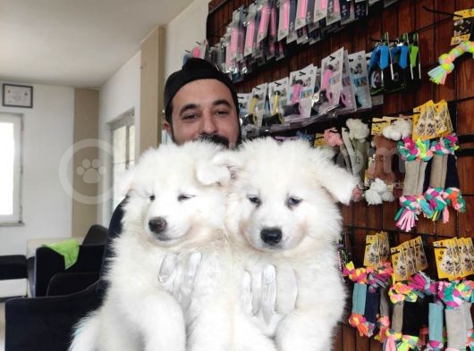 Ayi̇ Yavrusu Samoyed A Kali̇te Irk