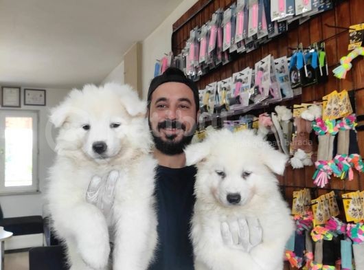 Ayi̇ Yavrusu Samoyed A Kali̇te Irk görsel