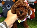 Renkli hayat poodle
