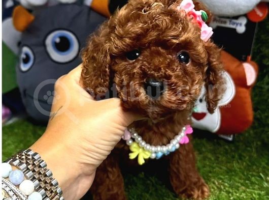 Renkli Hayat Poodle
